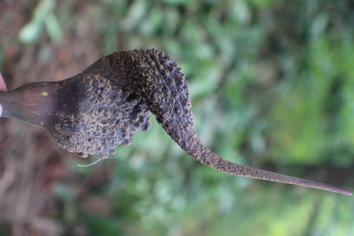 Lagenandra ovata (L.) Thwaites